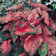 From The Caladium Family The Pink Beauty Good Name Caladium Foliage Plants Annual Plants