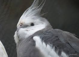 Unique white faced cockatiel clothing designed and sold by artists for women, men, and everyone. White Faced Cockatiel Alchetron The Free Social Encyclopedia