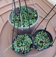 Propagating string of turtles in water. 3 Ways To Propagate String Of Pearls And String Of Bananas Succulent Plant Care