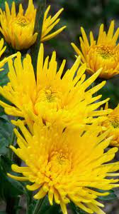 Chrysanthemums Flowers Yellow Close Up Beautiful Flowers Yellow Chrysanthemum Chrysanthemum