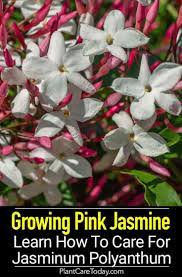 Jasminum Polyanthum Care How To Grow Pink Jasmine Pink Jasmine Jasmine Plant Indoor Jasmine Plant