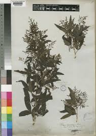 Image result for Searsia gueinzii