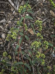 Image result for Euphorbia hyssopifolia