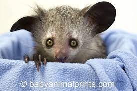 Baby Animal Alphabet Meet The Aye Aye These Nocturnal Lemurs Hail From The Island Of Madagascar And Are Known Fo Animal Conservation Animal Pictures Animals