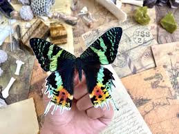 Image result for Ophrestia unicostata