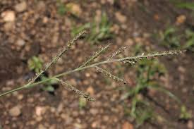 Image result for Microchloa indica