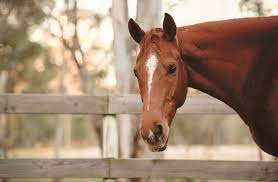 250 Funny Horse Names Mane Attraction Hay Fever Neighbraska My Pet S Name Funny Horse Names Horses Horse Names