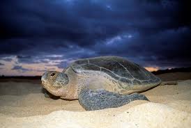 Image result for turtle