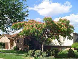 You should plant your tree as you would plant any other tree. Mimosa Albizia Julibrissin In Wilmington Hampstead Jacksonville Onslow Hanover North Carolina Nc At Pender Pines Garden Center