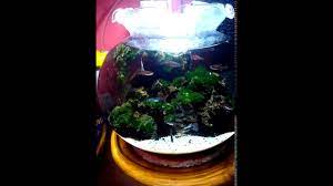 Tutorial Aquascape Aquarium Bulat Indonesia Youtube