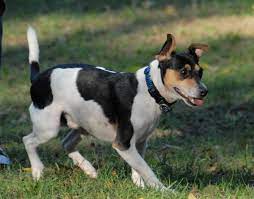 Jack Rat Terrier Info Temperament Puppies Pictures