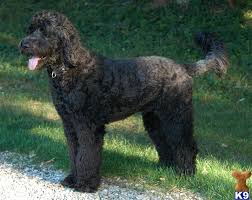 Maybe you would like to learn more about one of these? Giant Schnoodles Puppy For Sale Giant Schnoodle Puppies Blacks And Rare Chocolates 10 Years Old