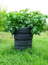 Culture Pomme De Terre En Sac Semences Partage Net In 2020 With Images