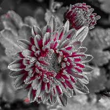 Pin By Teresa On سبلاش Color Splash Black And White Flowers