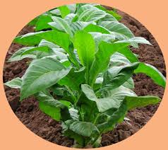 「allintext:"powered by phpbb" ~fidji parfum」的圖片搜尋結果