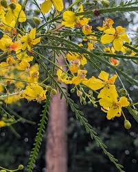 Image result for Parkinsonia aculeata