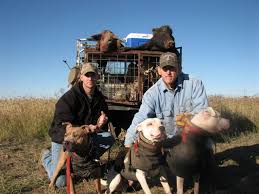 Essentially, most dog hunts with hogs take a similar form. Dan Moody Hunting Wild Hog Hunting Prices