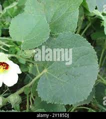 Image result for Pavonia senegalensis