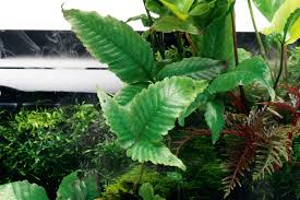 Image result for Bolbitis