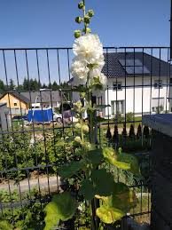 Terrasse Garten Vorplatz Wintergarten In 2020 Vorplatz Hausbau Forum Terrasse