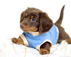 Duarte is a very special little boy! 7 Interesting Facts About The Dachshund Animalso