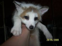 Americanlisted features safe and local classifieds for everything you need! Pin By Bree Mitchell On Foxen Pet Fox Pet Fox For Sale Cute Animals