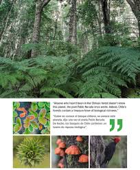 Los bosques amenazados de Chile | Fundación Forecos