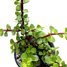 Image result for Portulacaria