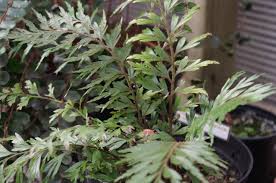 Image result for Asplenium goetzei