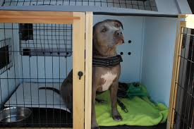 Quickly find animal hospital phone number, directions & services (san diego, ca). New Service Offers Transportation For Santa Fe Pets