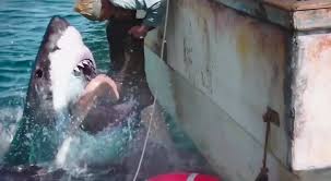 3 in north america, 47 meters down was released alongside all eyez on me , rough night and cars 3 , and was initially projected to gross around $5. Just In Time For Summer 47 Meters Down Makes Us Rethink Going In The Water Young Hollywood