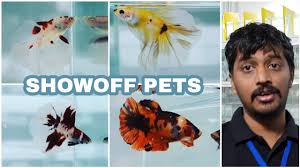 Bettas Of Kolathur Pet Market Chennai Showoff Pets At Iiptf 2018 Youtube