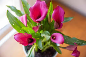 Maybe you would like to learn more about one of these? Calla Lily Plant Care Growing Guide