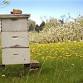 Medina County Beekeepers Assoc Monthly Meeting event image