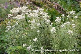 Elles ont une très bonne tenue en bouquets et. Anaphalis Perlkorbchen Silberimmortelle Gartnern Mit Stauden