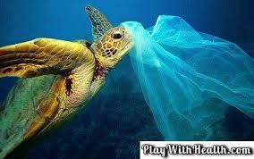Pin On Sea Animals