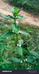 Image result for Spermacoce congensis