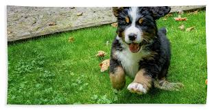 Bernese mountain dog puppies for sale in mi bernese mountain dog puppies for sale in michigan bernese mountain dog puppy for sale in michigan bernese puppies for sale in michigan. Bernese Mountain Dog Puppy Running Hand Towel For Sale By Pelo Blanco Photo