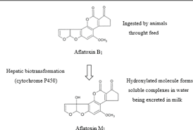 It has a role as a human metabolite and a. Pdf Aflatoxins B1 And M1 Risks Related To Milk Produced In Brazil Semantic Scholar
