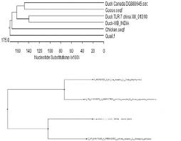 Molecular Characterization Of Rigi Tlr7 And Tlr3 As Immune Response Gene Of Indigenous Ducks In Response To Avian Influenza Biorxiv