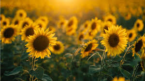Die kerne sollten etwa zwei zentimeter tief in der erde sein. Sonnenblumen Pflege Leicht Gemacht Haus Garten Profi