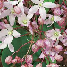 If you need this item now, you can check in stock. Immergrune Duft Clematis Apple Blossom Kletterpflanzen Fur Rankhilfen Kletterpflanzen Garten Schluter