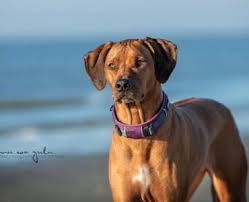 Image result for rhodéský ridgeback
