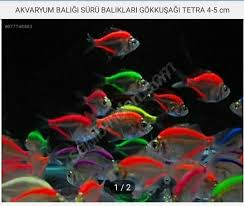 Akvaryum Sevdalisi Adli Kullanicinin Tetra Tropical Fish Panosundaki Pin