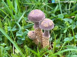 Image result for Cyphostemma subciliatum