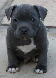 American Staffordshire Terrier Puppies For Adoption Staffordshire Bull Terrier Puppies Staffordshire Terrier Puppy American Staffordshire Terrier Puppies