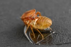 Alo hotel by ayres in orange ca at 3737 west chapman ave. Uc Riverside Why Researchers Think Bed Bug Skin May Hold Key To Stopping The Pest Press Enterprise