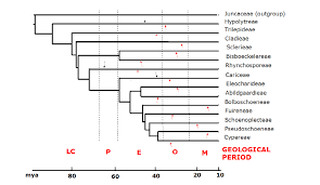 Image result for Scleria bambariensis