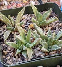 Image result for Nananthus