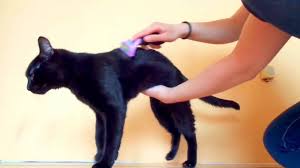 It also helps reduce hairballs. Furminator Cat Long Hair S Youtube